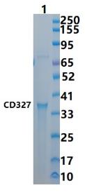 SDS-PAGE (SIGLEC6-191H).jpg